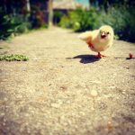 Viața la țară (2)