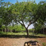 Viața la țară (3)